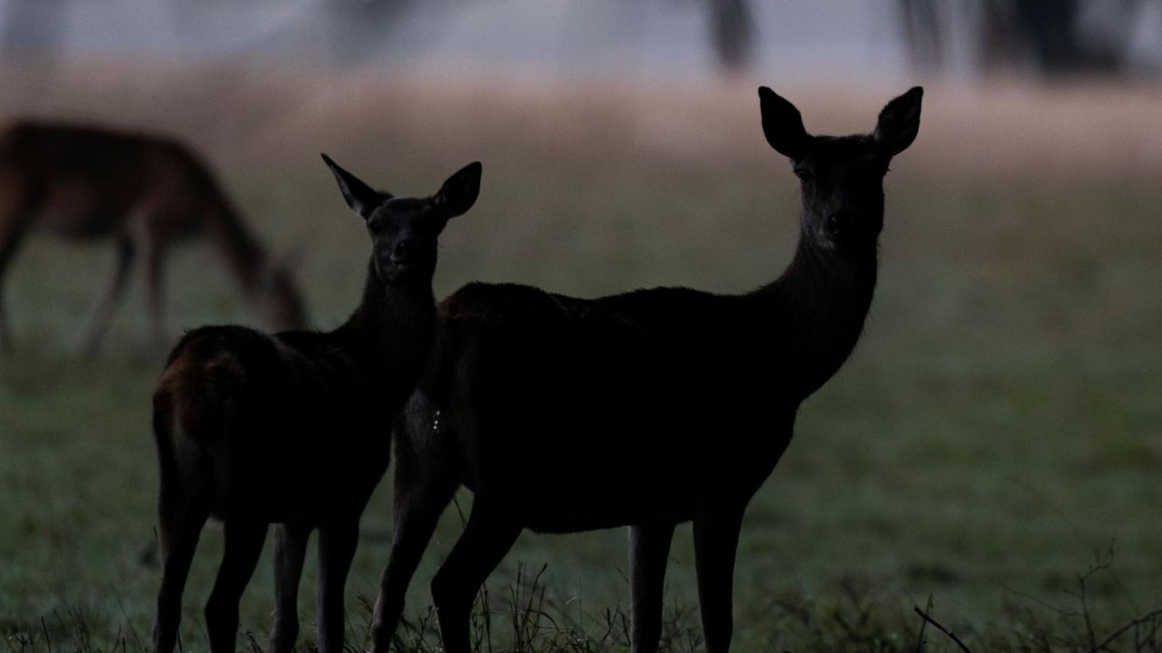 Deer are pictured at the Domaine des Grottes de Han in Han-sur-Lesse, Belgium, on October 3, 2019. (Photo by Kenzo TRIBOUILLARD / AFP) (Photo by KENZO TRIBOUILLARD/AFP via Getty Images)