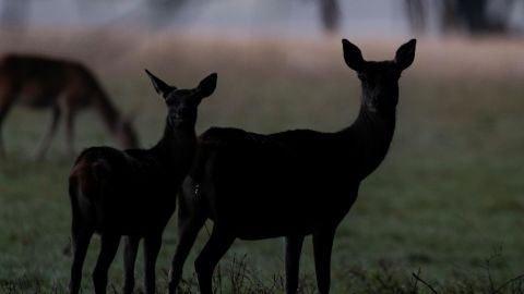 Deer are pictured at the Domaine des Grottes de Han in Han-sur-Lesse, Belgium, on October 3, 2019. (Photo by Kenzo TRIBOUILLARD / AFP) (Photo by KENZO TRIBOUILLARD/AFP via Getty Images)
