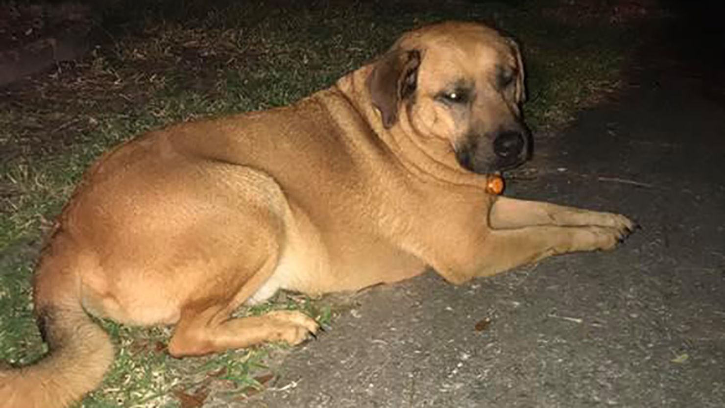 Curly, the world's best dog