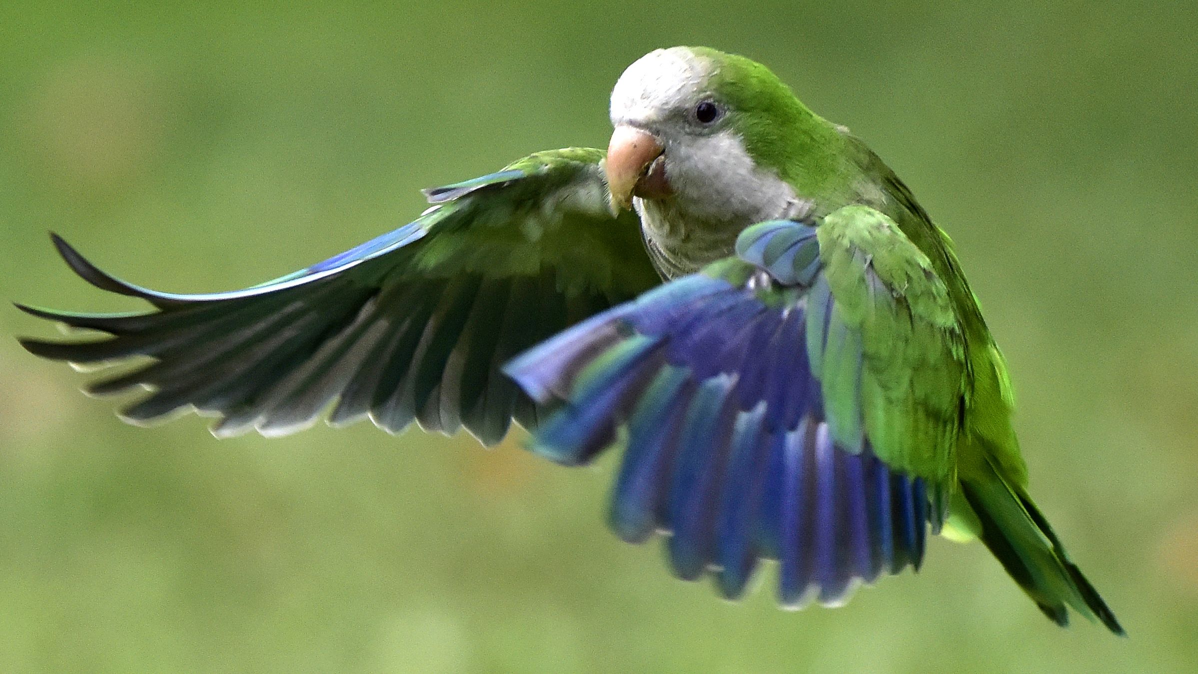 The monk parakeet, known an invasive species in Spain, is facing a cull after causing problems for local residents and threatening biodiversity. 