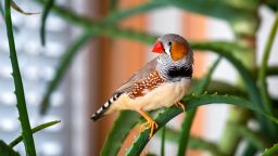 Zebra finch male sitting on a green branch plant indoors. 