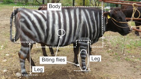 Zebra-striped cows might not look like the African wild horse, but they get the same benefits from their coloring. Stripes help cows avoid pesky fly bites, a new study found. 
