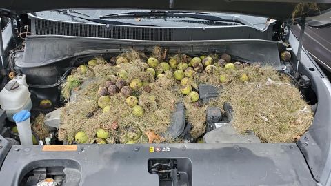Chris and Holly Persic found more than 200 walnuts under the hood of their car. 