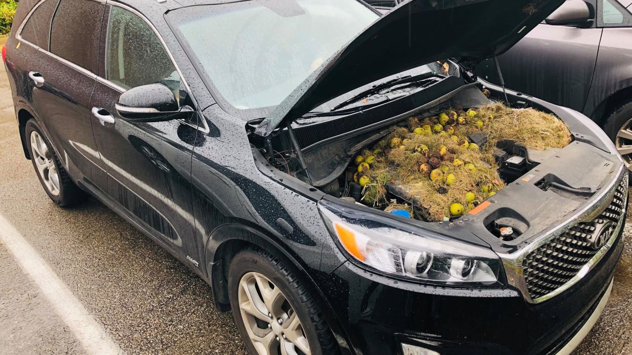 After noticing a burning smell coming from their car, a couple found this surprise under the hood.