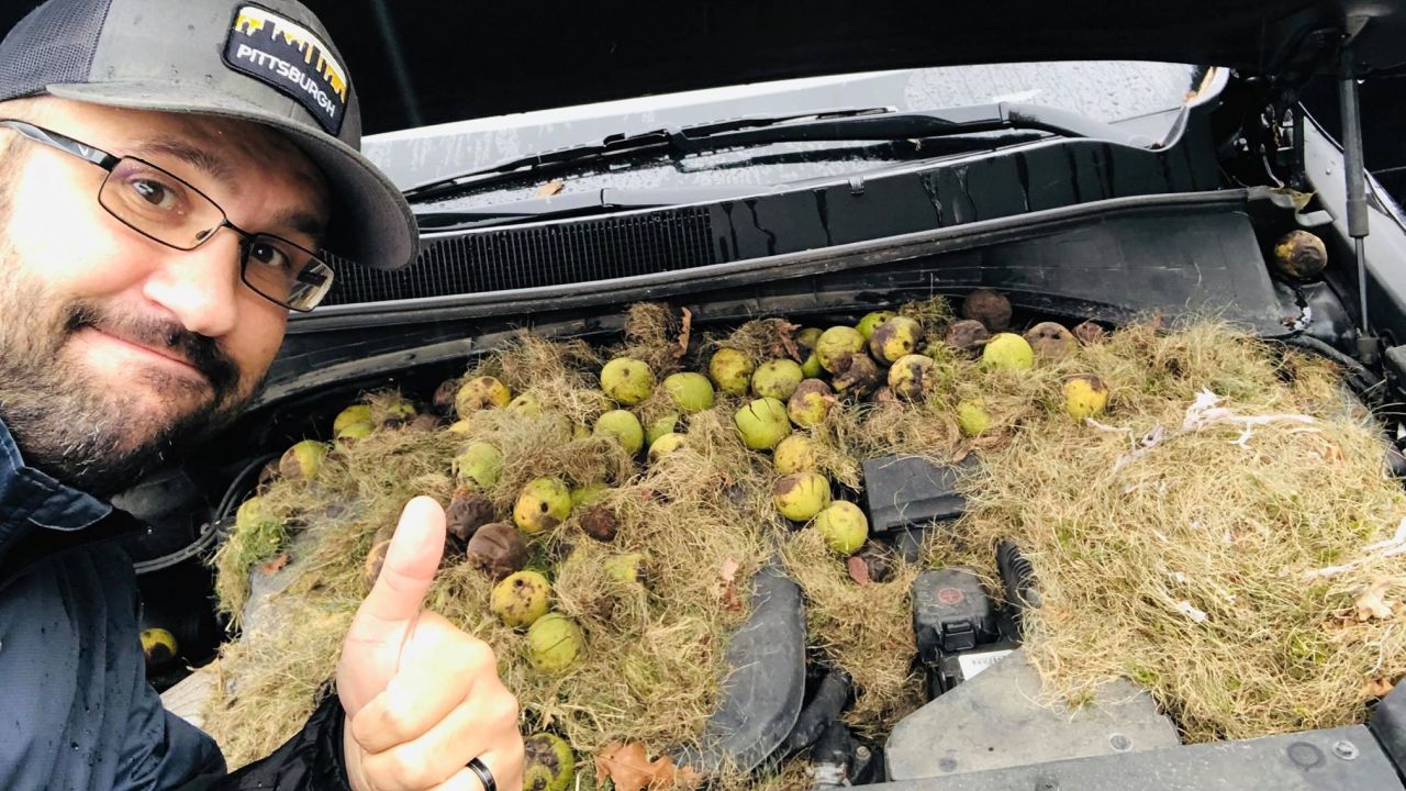 Chris Persic said some of the walnuts were roasting.