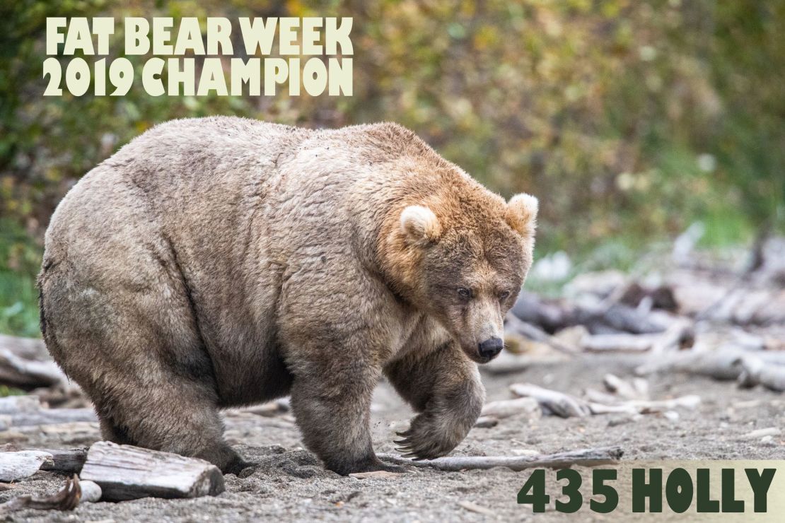 Holly, the 2019 Fat Bear Week champion.