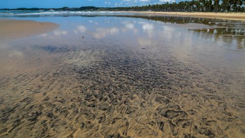 The spill contaminated coastline across eight states.
