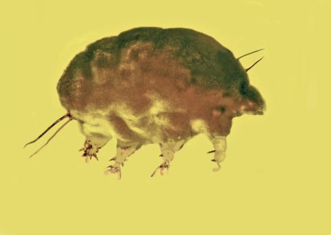 Mold pigs are a newly discovered family, genus and species of microinvertebrates that lived 30 million years ago. 