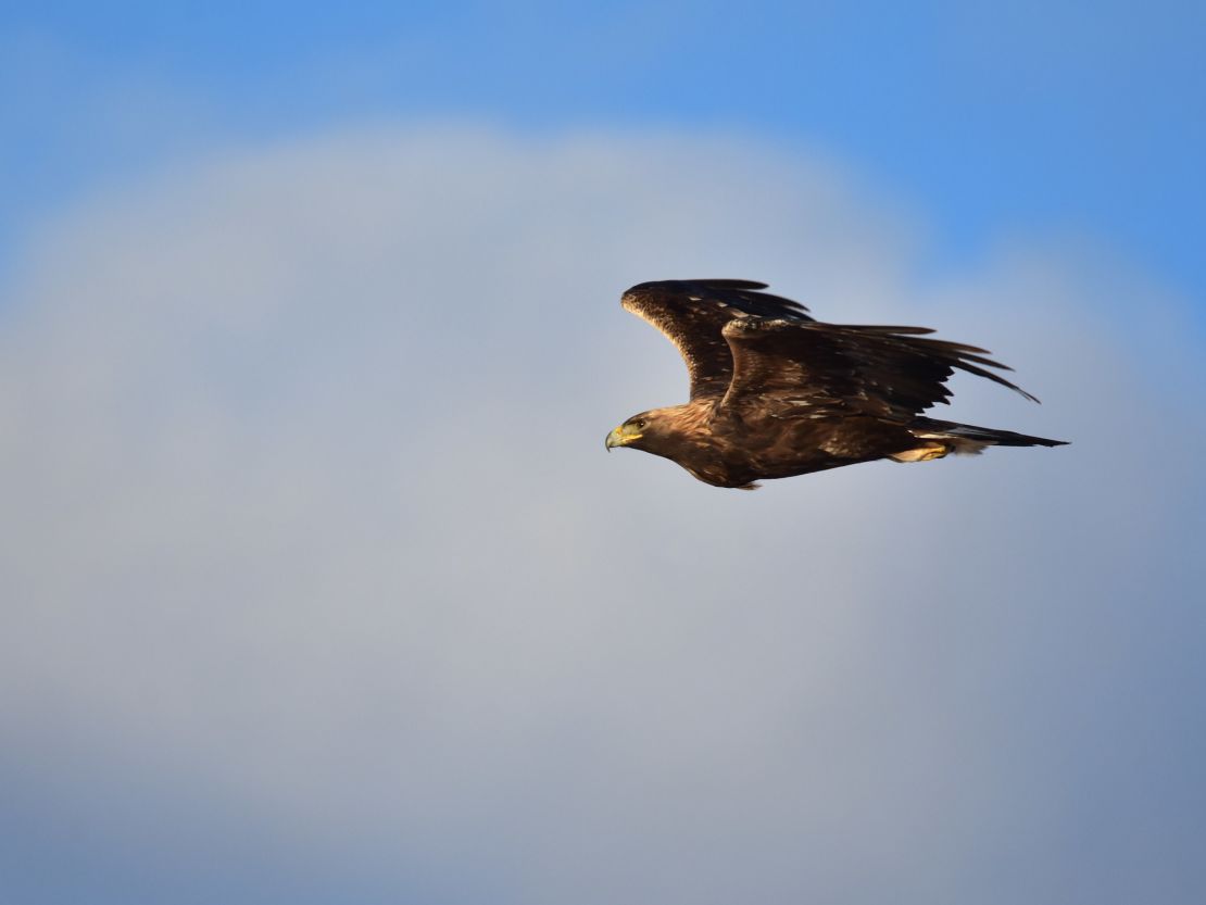 Golden eagles are among the 389 types of bird that may not be able to survive in North America, the report says.