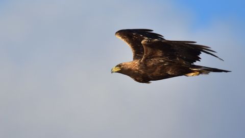 Golden eagles are among the 389 types of bird that may not be able to survive in North America, the report says.
