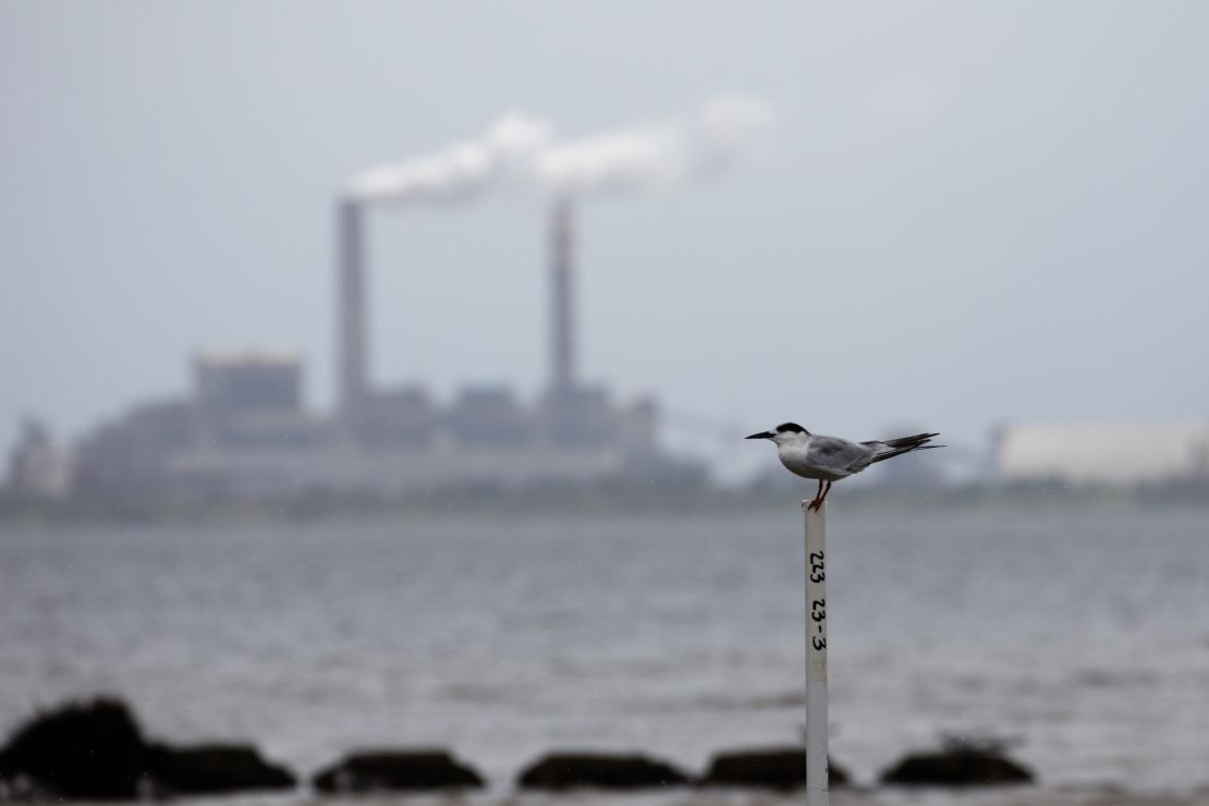 A tern sits across Hillsborough Bay from a coal-fired power station near Tampa.