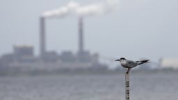 A tern sits across Hillsborough Bay from a coal-fired power station.