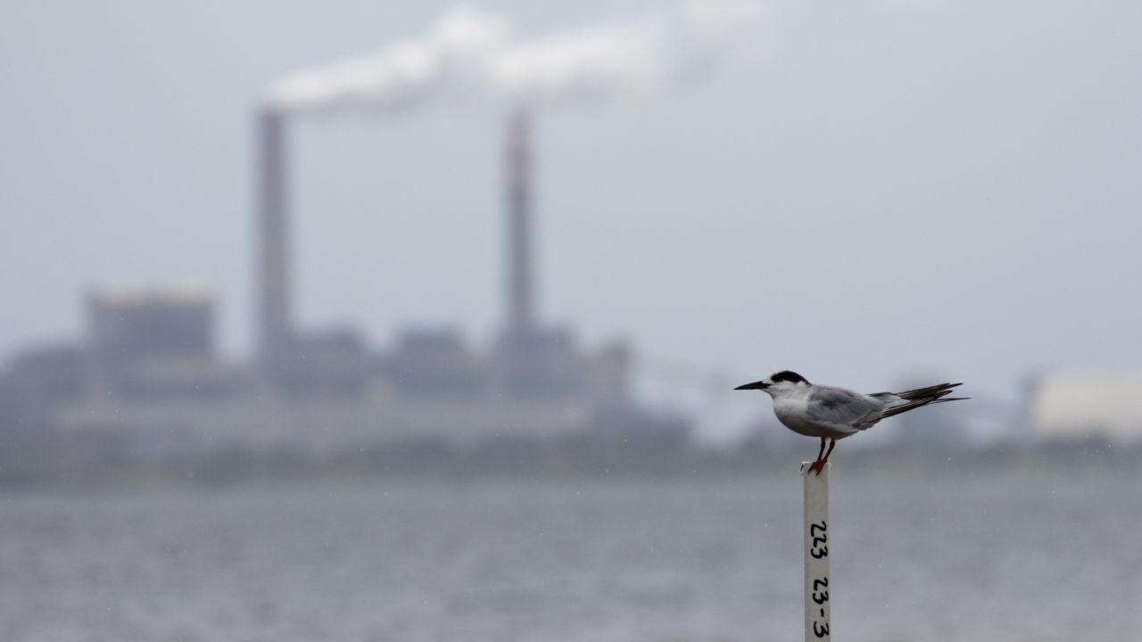 A tern sits across Hillsborough Bay from a coal-fired power station near Tampa, Florida.