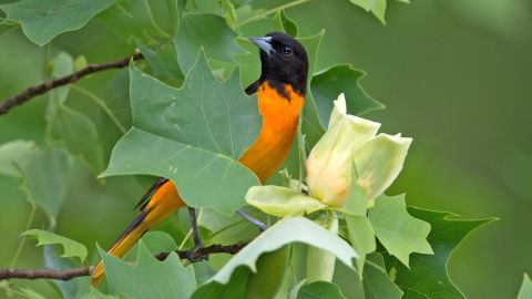 The Baltimore Oriole is one of the species of birds that could be severely hit  by all the impacts of climate change.