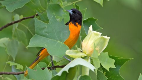 The Baltimore Oriole is one of the species of birds that could be severely hit by all the impacts of climate change.