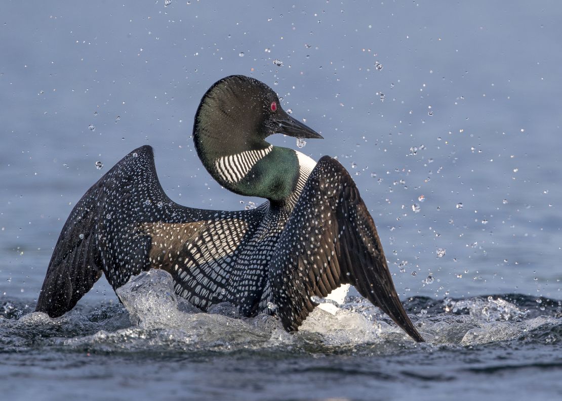 The sights and sounds of the common loon could disappear from the US, scientists warn.