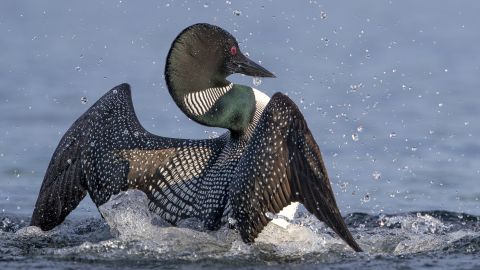 The sights and sounds of the common loon could disappear from the US, scientists warn.