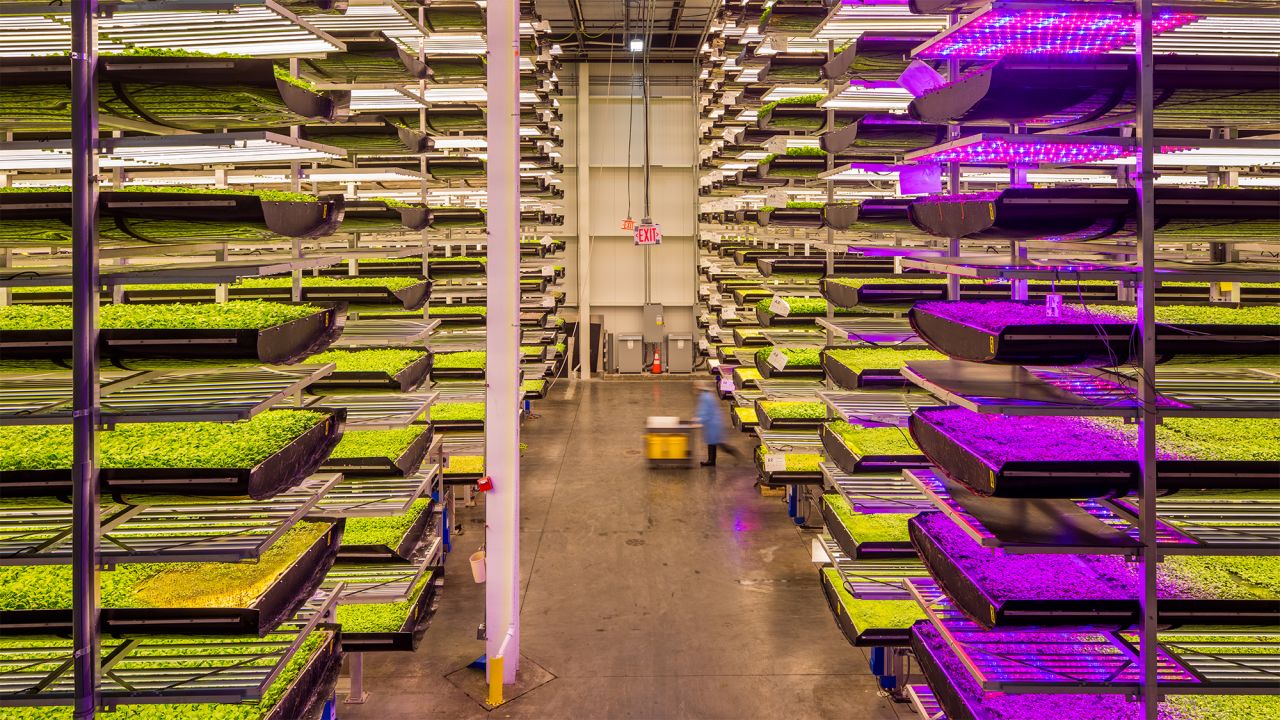 In addition to the mixed greens, the farm-fresh collaboration between Singapore and AeroFarms will focus on flavor-packed dark leafy varietals such as baby arugula, kale, mustard greens and bok choy.