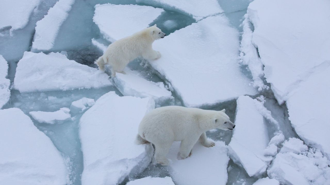 A polar bear and her cub spotted close to the Polarstern on October 4. The expedition is traveling with designated polar bear guards who stand sentry while scientists work on the ice.