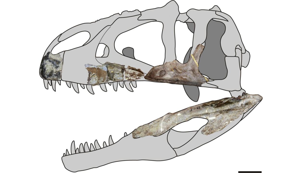 The skull of the Siamraptor suwati, a new genus and species of predatory dinosaur. 