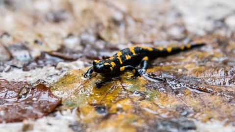 A new study has found that humans have a "salamander-like" ability to regrow damaged cartilage. 