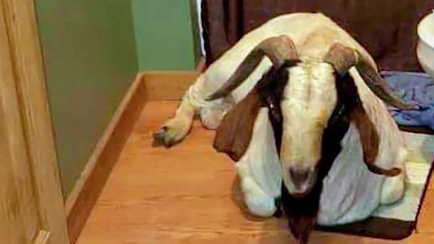 goat naps in family bathroom