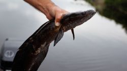 WESTON, FL - MAY 16:  Jason Calvert, from JD's Custom Baits, pulls a snakehead fish into his boat after catching it while fishing in a canal on May 16, 2012 in Weston, Florida.  The invasive snakehead fish is known for its aggressiveness and they're eating anything from bass to turtles and an occasional duckling. It is unknown exactly how the species, that is native to parts of Asia, was introduced to the South Florida area but it concerns people because the presence of an exotic species can alter the ecosystem to the detriment of native species. A healthy number of fisherman now go after the fish which helps control the species and puts what many fisherman say is a tasty fish on their plate.  (Photo by Joe Raedle/Getty Images)