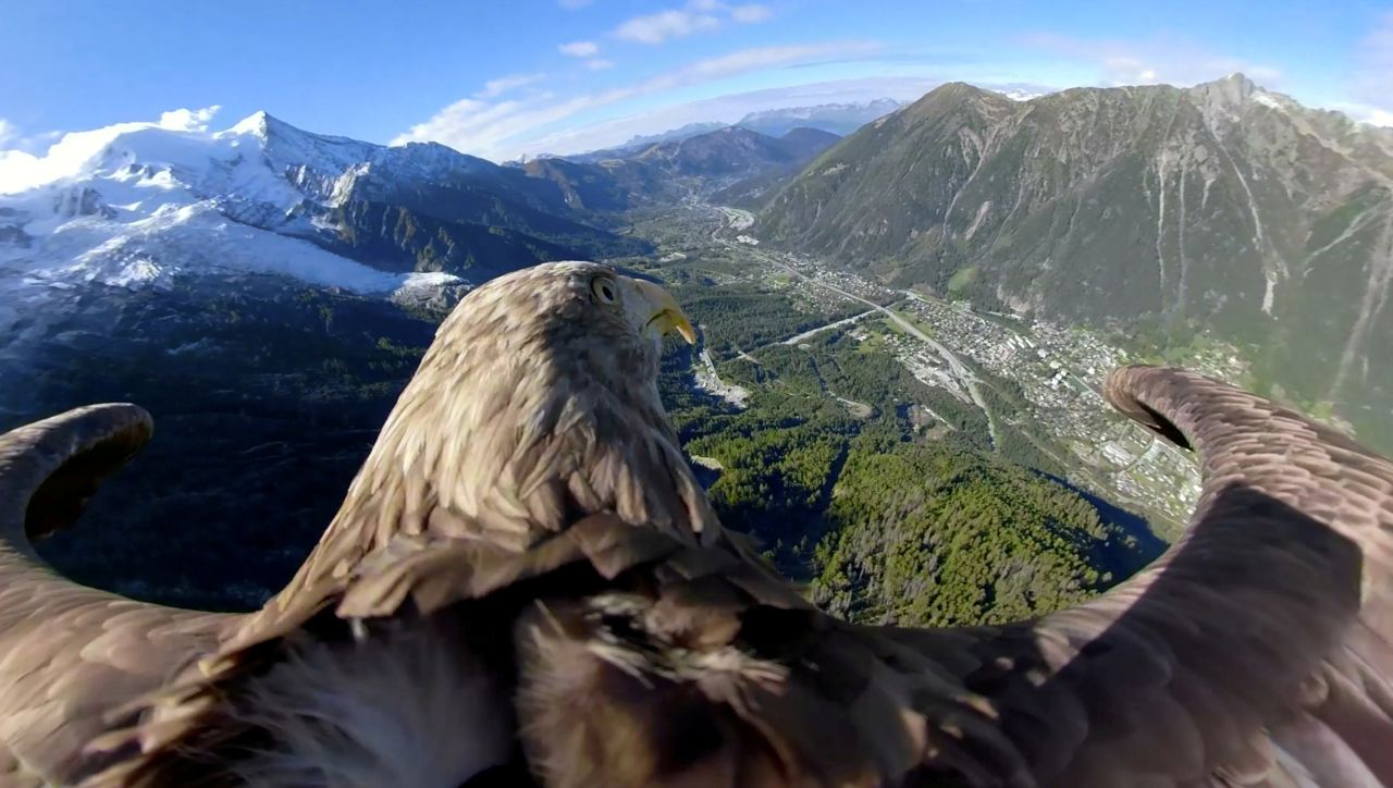 Victor, a white-tailed eagle equipped with a camera, flies over glaciers and mountains in Chamonix, France, on Tuesday, October 8. It was a preparation flight for the Alpine Eagle Race, a project meant to raise awareness about global warming.