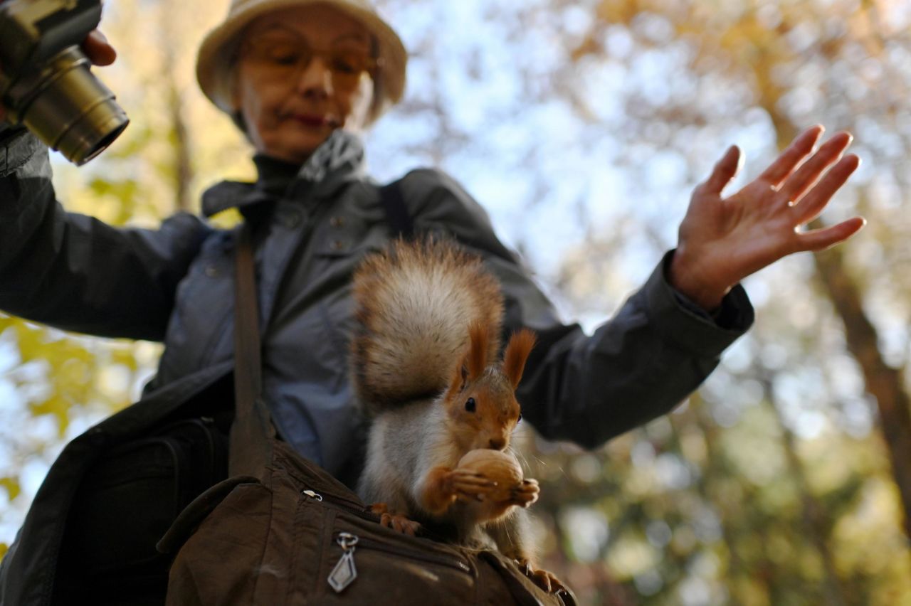 A woman takes a picture of a squirrel eating a nut in Omsk, Russia, on Tuesday, October 8.