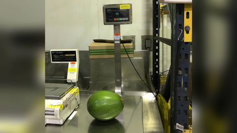 The family had to find a certified scale to weigh the avocado for the Guinness record book.