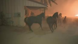 Forty horses — captured on tape being spooked and panicked during a brush fire that came dangerously close to their ranch Thursday evening — all made it to safety.