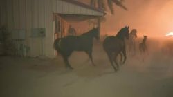 horses rescued burning ranch trnd
