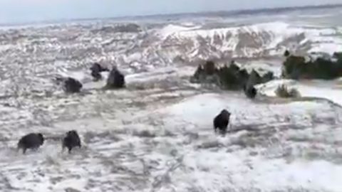 These four bison are the first to roam an expanded bison range in Badlands National Park in nearly 150 years. The South Dakota park secured more than 34 miles of new land for its 1,200 bison. 