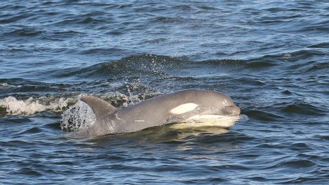 Researchers aren't sure why Tl'uk doesn't share his family's black-and-white coloring, but he appears to be in good health, steadily gaining weight and keeping up with his pod.