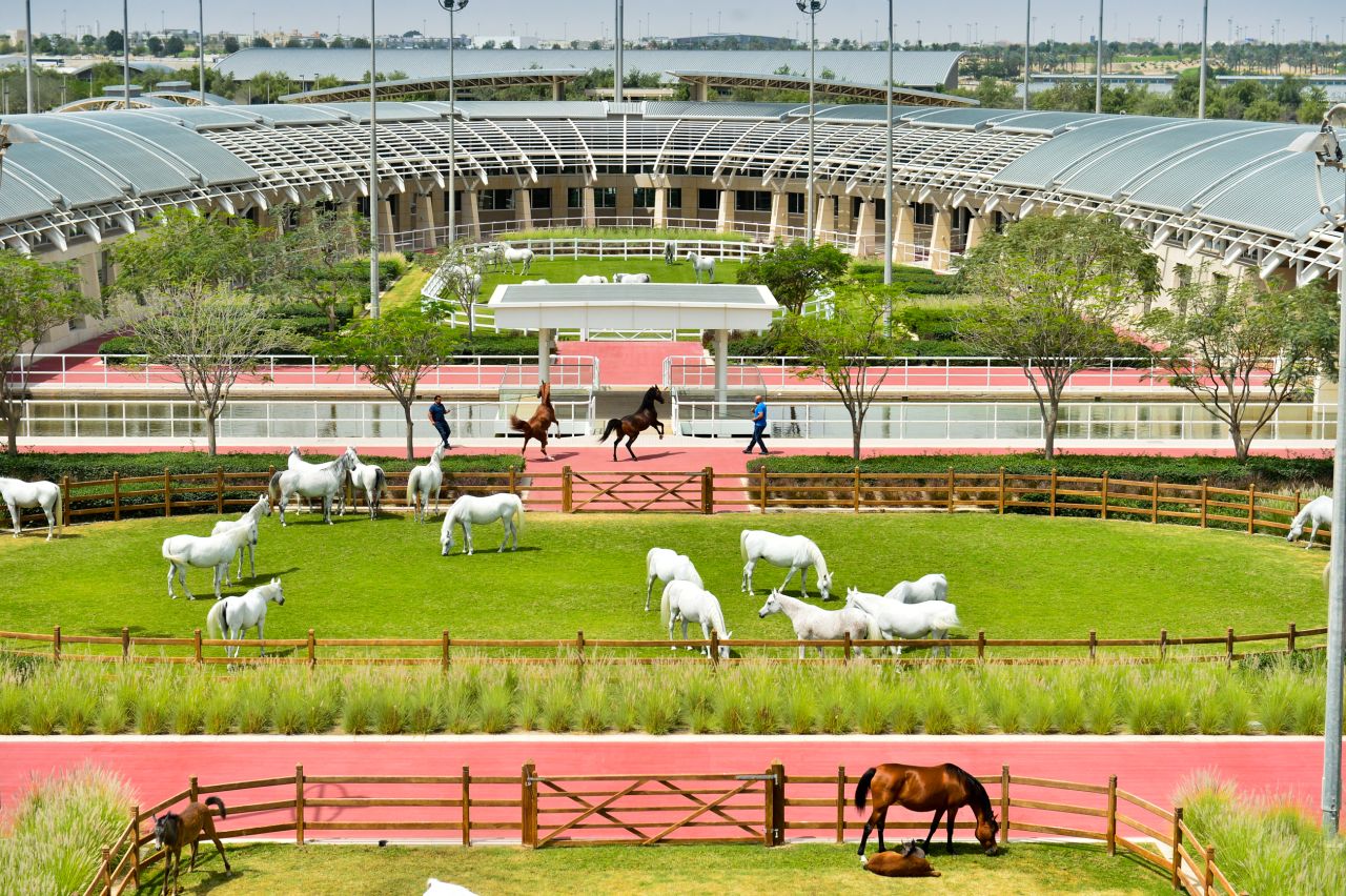 Horses are worked twice a day, early in the morning and again in the late afternoon as the searing Qatari temperatures drop.