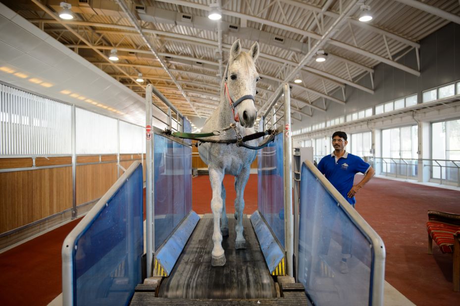 Horses are regularly trained indoors on a treadmill, which can replicate the hilly terrain of races for the endurance runners.