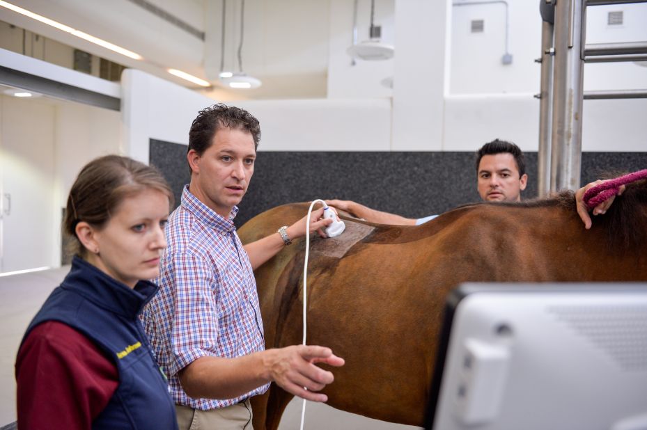 Leading vets from around the world head up the medical facility on site, which treats horses from the whole of Qatar.