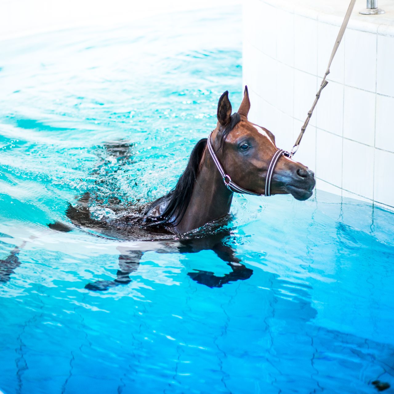 An indoor pool is used to exercise the horses some doing as much as 10 laps of an Olympic-sized swimming pool at a time.