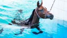 An indoor pool is used to exercise the horses some doing as much as 10 laps of an Olympic-sized swimming pool at a time.