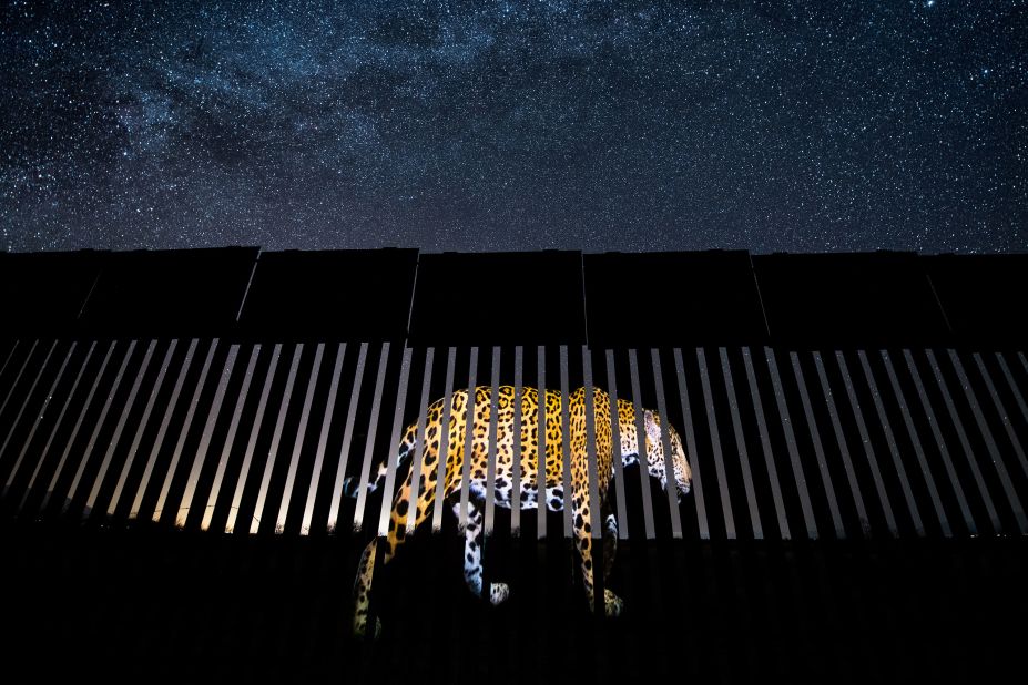 <strong>Wildlife Photojournalism: Single Image.</strong> A photo of a male jaguar is projected onto a part of the US-Mexico border fence, on a star-filled night in Arizona. The moment was captured by Alejandro Prieto.