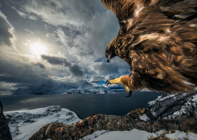 <strong>Behavior: Birds. </strong>Audun Rikardsen bolted a camera and tripod, complete with a motion sensor, to a tree branch near his home in Norway. It took three years for this golden eagle to get used to the camera and start using the branch to survey the landscape below.
