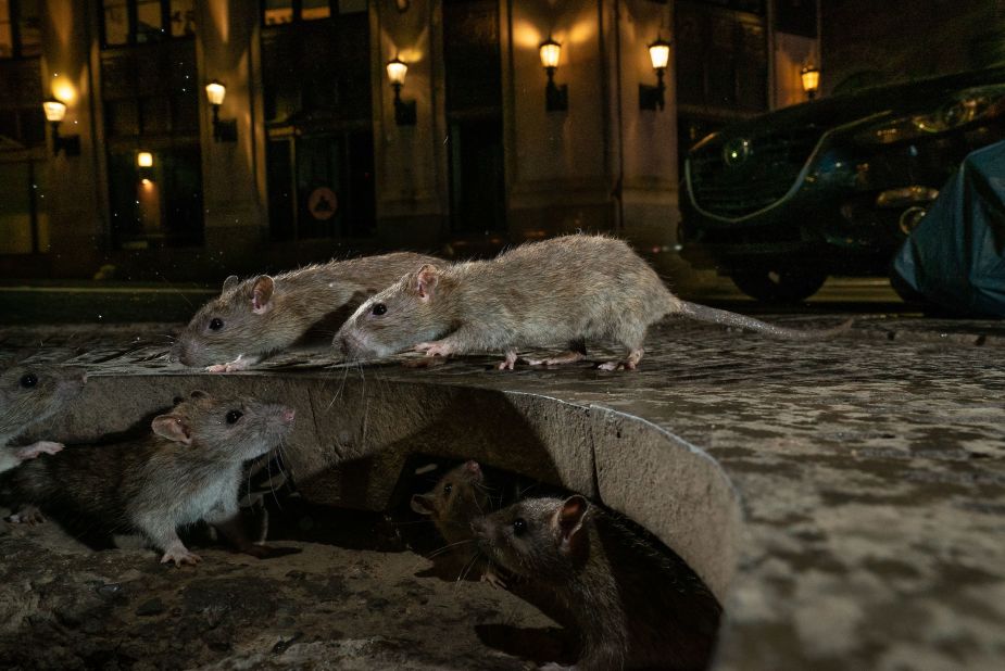 <strong>Urban wildife. </strong>A spine-tingling city scene on Pearl Street, Lower Manhattan, shows brown rats scampering near their home under a tree grille. Charlie Hamilton James captured the group as they went looking for food on New York's sidewalks.