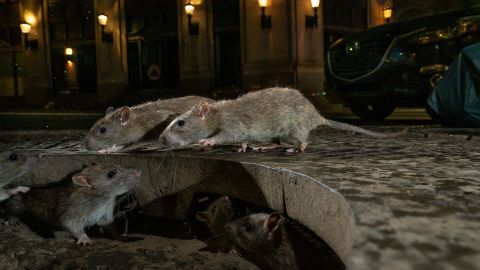 Brown rats scamper on Pearl Street, in New York's Lower Manhattan neighborhood.