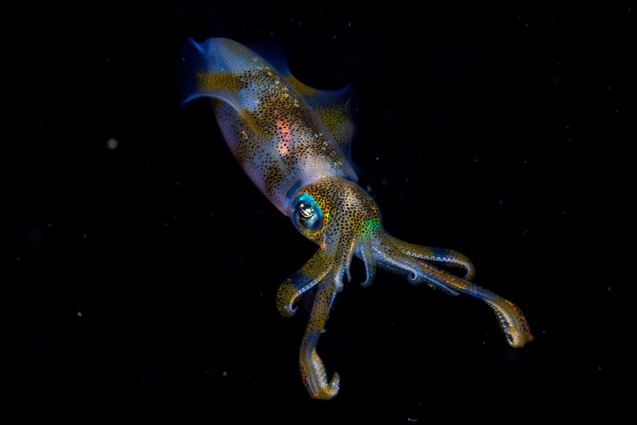 <strong>11-14 years old. </strong>Cruz Erdmann was diving off Indonesia when he came across a bigfin reef squid glowing underwater.
