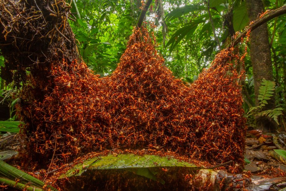<strong>Behaviour: Invertebrates. </strong>Daniel Kronauer caught a swarm of army ants moving through a rainforest in northeastern Costa Rica.