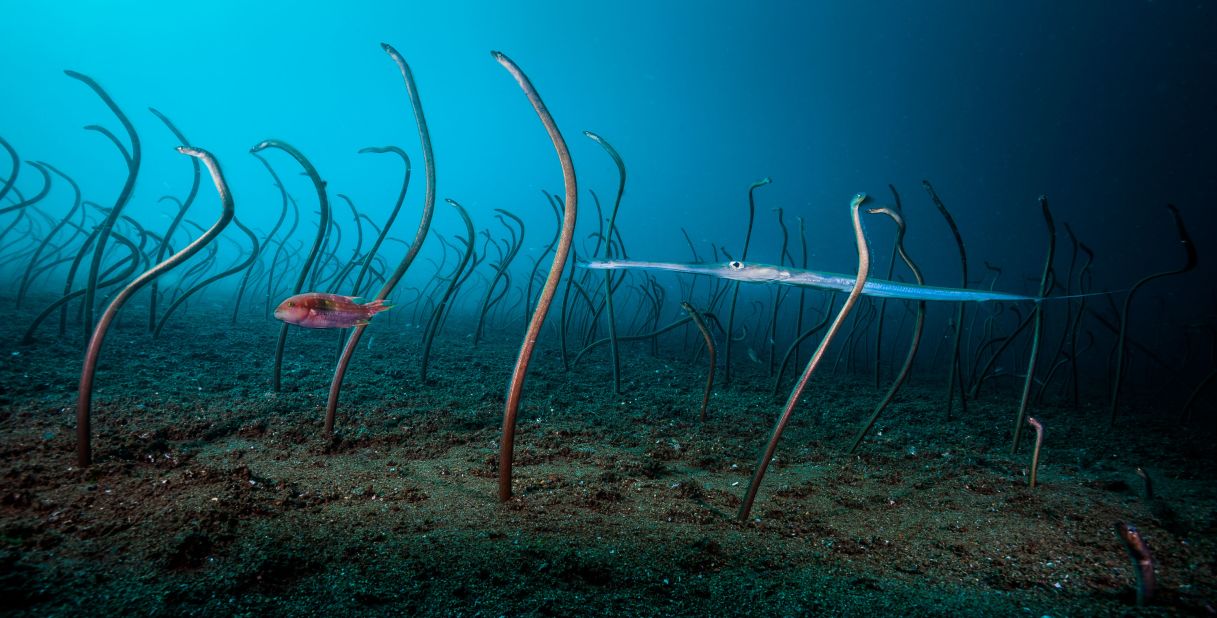 <strong>Underwater.</strong> David Doubilet caught this colony of garden eels, which stretched nearly to the size of a football field, deep within the famous "Coral Triangle" off the coast of the Philippines. 