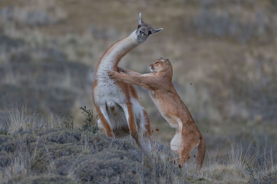 <strong>Behavior: Mammals (joint winner). </strong>A puma attacks a guanaco in Patagonia, Chile. Ingo Arndt shared the category prize with the overall winner, Yongqing Bao, after spending seven months tracking wild pumas on foot. 