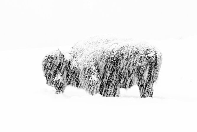<strong>Black and white.</strong> Max Waugh took this picture of a lone American bison in Yellowstone National Park, during a brutal snowfall.