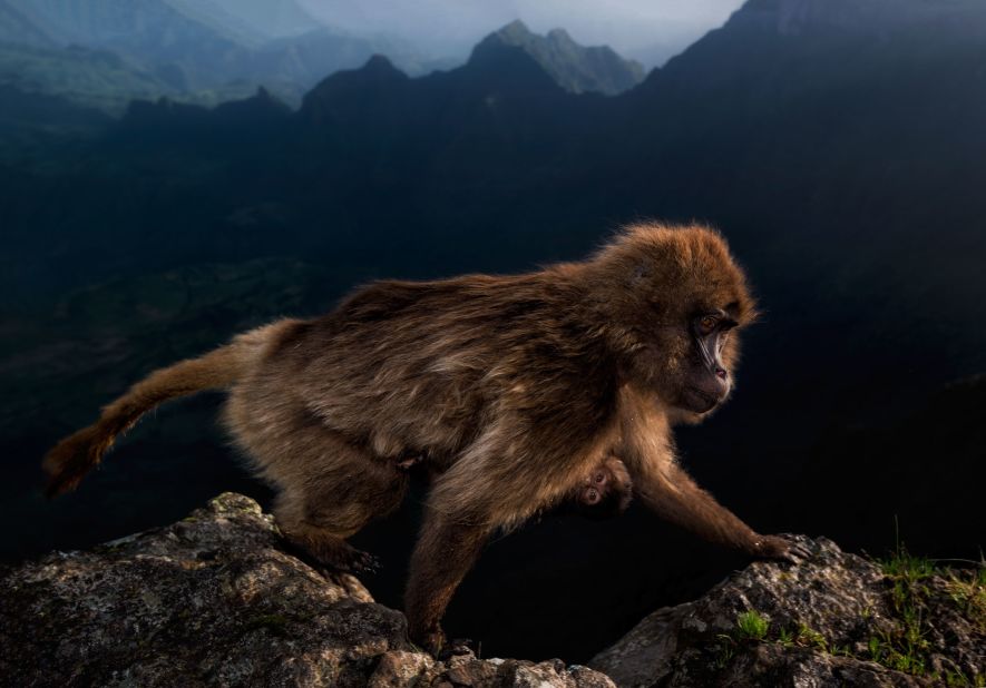 <strong>15-17 years old. </strong>Italian teen Riccardo Marchgiani found this female gelada monkey,, with a week-old infant clinging to her belly, climbing over a cliff edge in Ethiopia's Simien Mountains National Park.