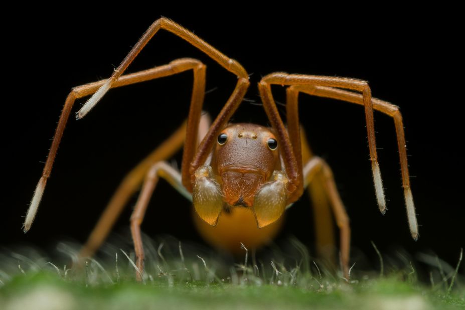 <strong>Animal portraits. </strong>Ripan Biswas was photographing an ant colony in West Bengal, India, when he noticed this imposter -- a crab spider, which had been mimicking his neighbors in order to infiltrate the colony and eventually feast on its inhabitants.